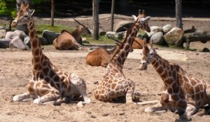 giraffen2